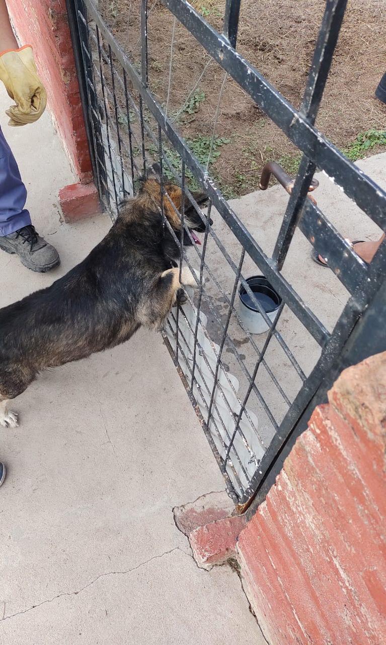 Villa &Aacute;ngela: BOMBEROS RESCATA A UN PERRO ATRAPADO ENTRE LAS REJAS DE UN PORT&Oacute;N