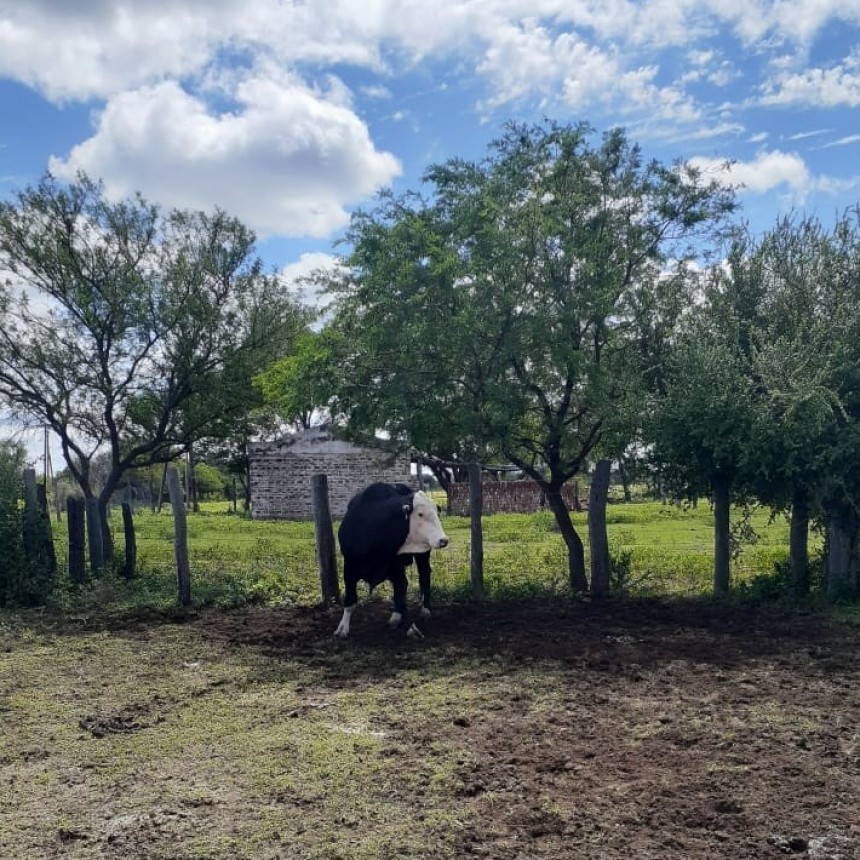 Villa Berthet: LE PREST&Oacute; UN TORO PARA SERVICIO Y NO SE LO DEVOLVI&Oacute; M&Aacute;S