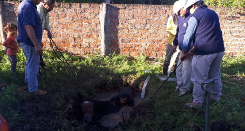 Villa &Aacute;ngela: LA DIVISI&Oacute;N BOMBEROS INERVINO EN EL RESCATE DE UN CABALLO CAIDO A UN POZO