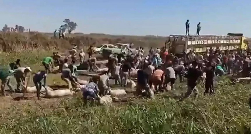 C&oacute;rdoba: Volc&oacute; un cami&oacute;n que transportaba cerdos y la gente los llev&oacute;