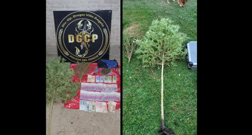 Villa &Aacute;ngela: DINERO, COGOLLOS Y PLANTAS DE MARIHUANA SE SECUESTRARON EN ALLANAMIENTO