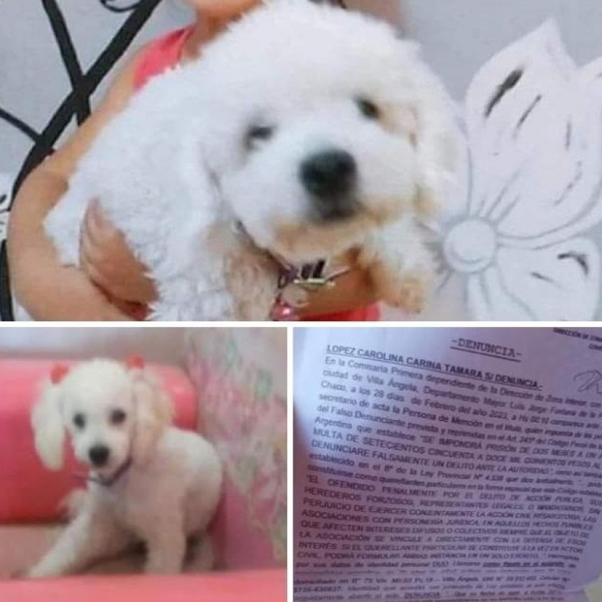 Villa &Aacute;ngela: CANSADO DE LOS LADRIDOS DE LA PERRITA DE SUS VECINOS LA MAT&Oacute; A LADRILLAZOS