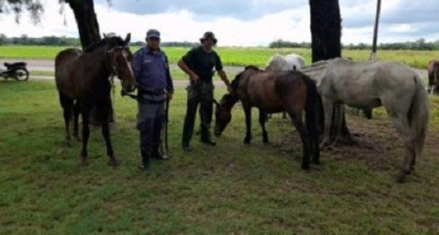 Villa &Aacute;ngela: LA POLIC&Iacute;A RECUPER&Oacute; ANIMALES SUSTRA&Iacute;DOS