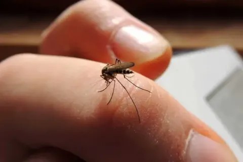 Argentina registra 79 muertes por dengue: 13 de ellas del Chaco