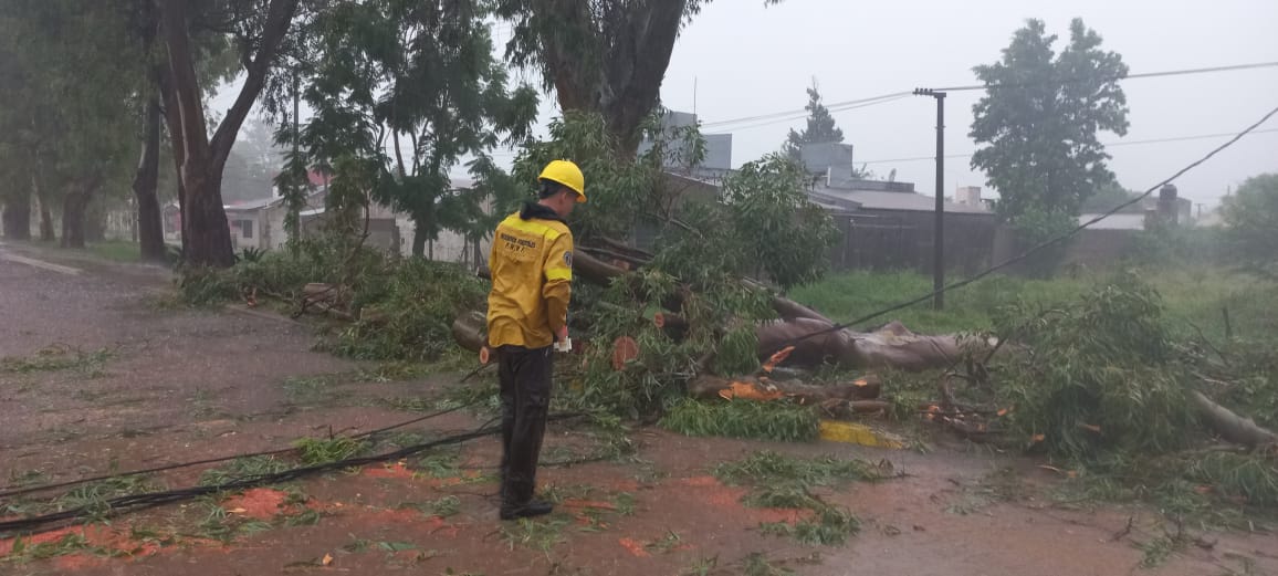 Villa Angela: ARBOLES CAIDOS TRAS LA INTENSA TORMENA EN LA CIUDAD
