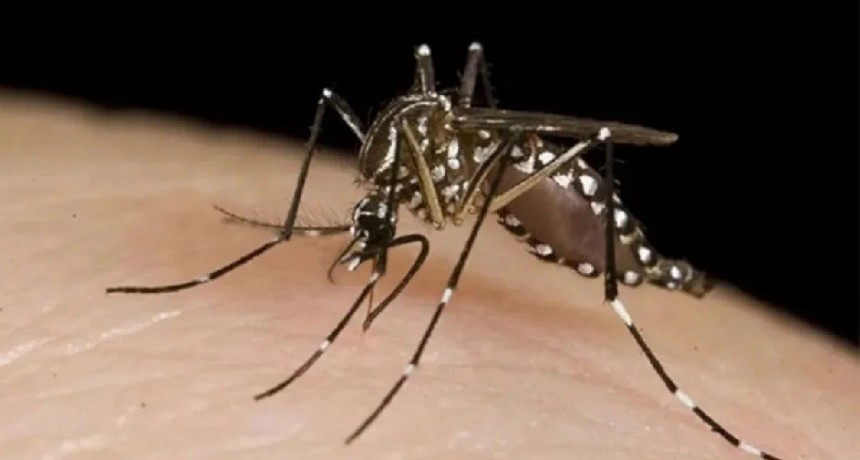 EL CONICET ADVIERTE QUE EL MOSQUITO DEL DENGUE SOBREVIVE BAJO EL AGUA