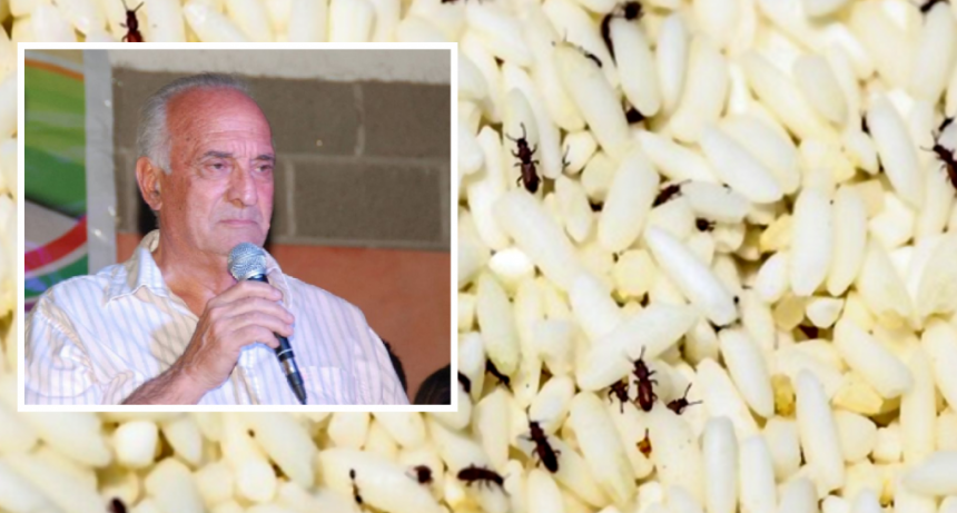 SGO. DEL ESTERO: UN INTENDENTE ENTREG&Oacute; ARROZ CON GORGOJOS Y ARGUMENT&Oacute; QUE ESOS INSECTOS TIENEN MUCHAS PROTE&Iacute;NAS