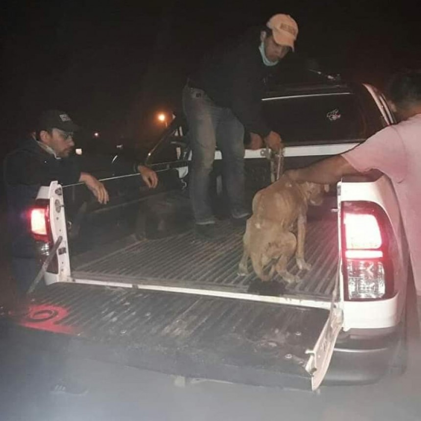 VILLA &Aacute;NGELA: LOGRARON RESCATAR A UNA PERRITA EN TOTAL ESTADO DE ABANDONO