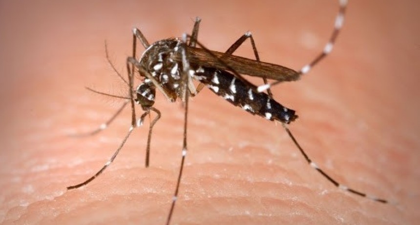 Villa &Aacute;ngela: SE SUMAN NUEVOS CASOS DE DENGUE Y EL TOTAL ASCIENDE A 21 CASOS HASTA EL MOMENTO