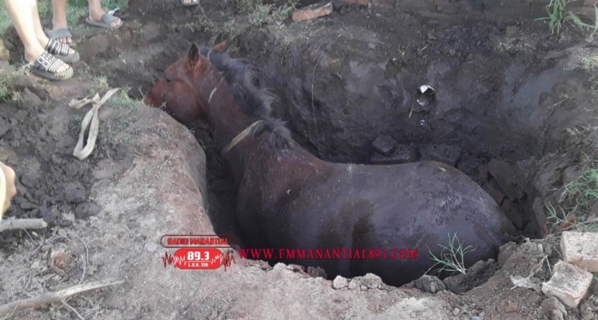 Villa &Aacute;ngela: Bomberos rescataron un Caballo ca&iacute;do en un pozo 