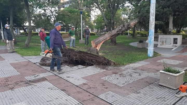 Villa &Aacute;ngela: LA MUNICIPALIDAD TRABAJA PARA RETIRAR LOS &Aacute;RBOLES CA&Iacute;DOS