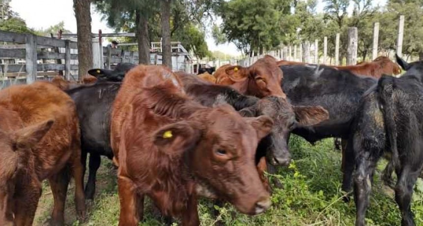 En Las Bre&ntilde;as se realiz&oacute; con &eacute;xito un nuevo remate ganadero