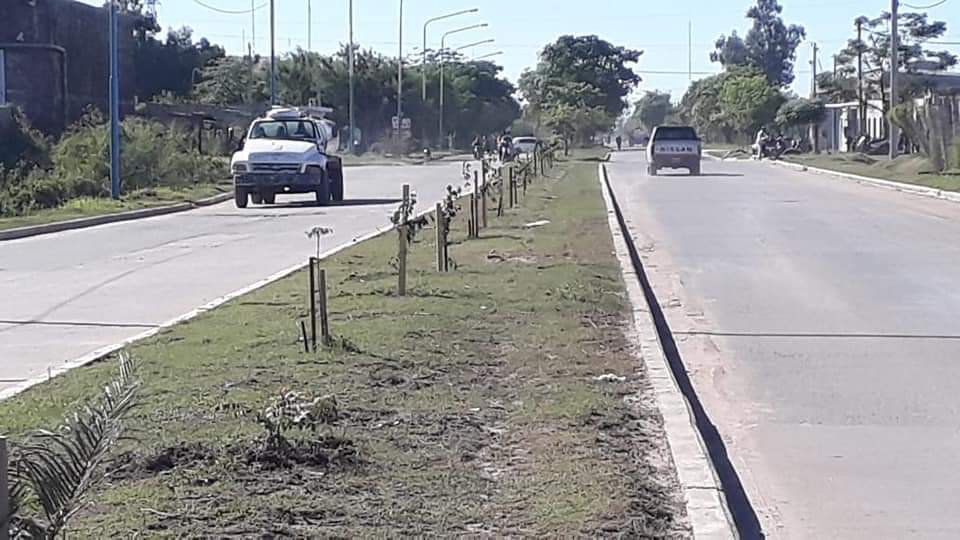 Villa &Aacute;ngela: MEDIO AMBIENTE COMENZ&Oacute; A REFORESTAR AVENIDAS LUEGO DE LA TORMENTA