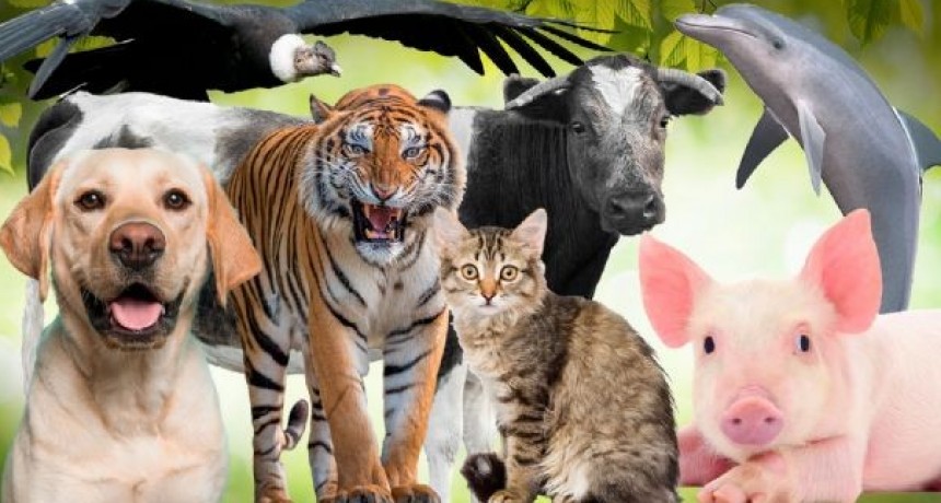 D&iacute;a del Animal- El Refugio Azul expres&oacute; su mensaje de concienciaci&oacute;n sobre los Derechos y Bienestar de los animales