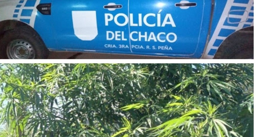 Lo fueron a detener por agredir a su pareja y encontraron una planta de marihuana de 2 metros