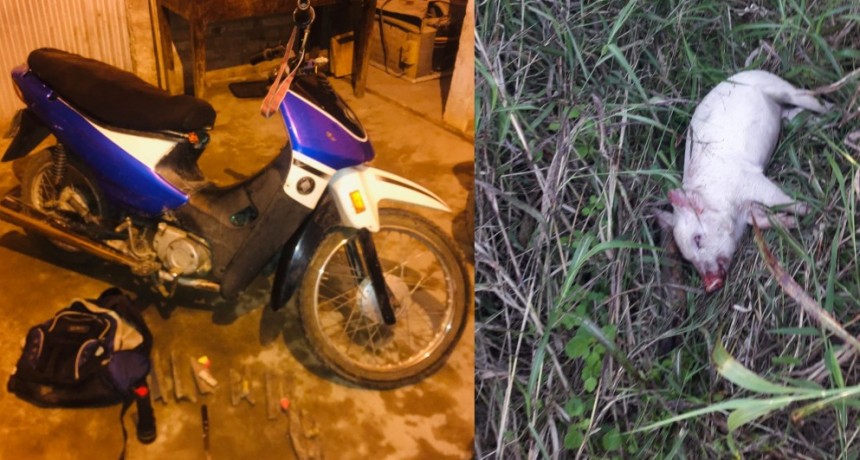 Villa Berthet: DETIENEN A UNA PERSONA POR EL ROBO DE UN PORCINO