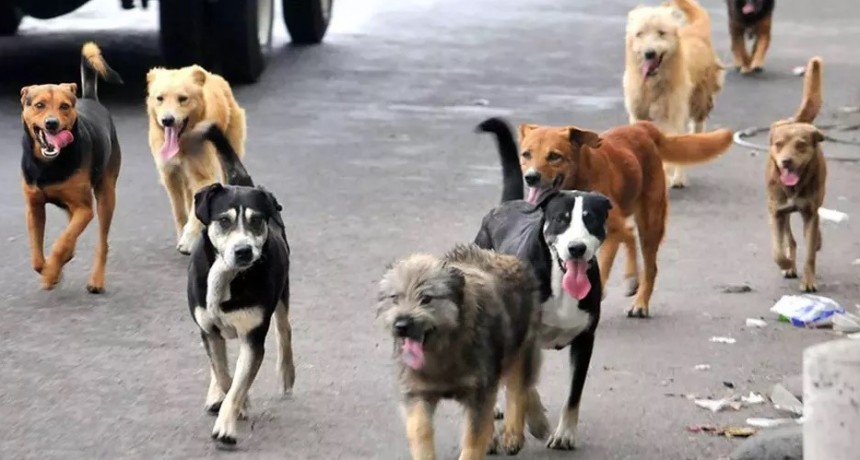 San Juan: un intendente quiere sacrificar perros callejeros