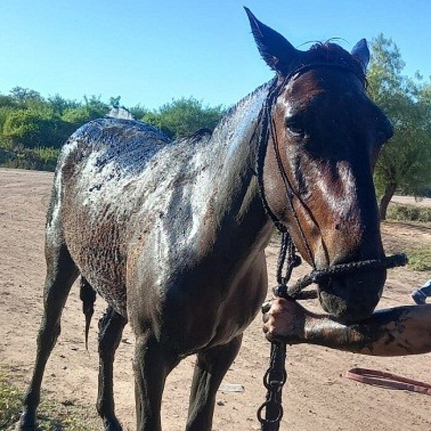 Villa &Aacute;ngela: RESCATAN  UN EQUINO QUE CAY&Oacute; A UN POZO 