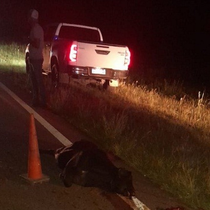 Colonia Peguriel: UNA CAMIONETA COLISION&Oacute; CON UN ANIMAL VACUNO | No resultaron personas lesionadas