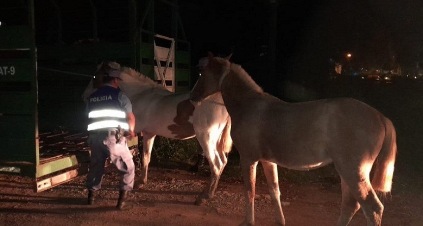 Villa &Aacute;ngela: SEGURIDAD RURAL SECUESTR&Oacute; 2 EQUINOS QUE SE HALLABAN SUELTOS EN EL ACCESO NORTE DE LA CIUDAD