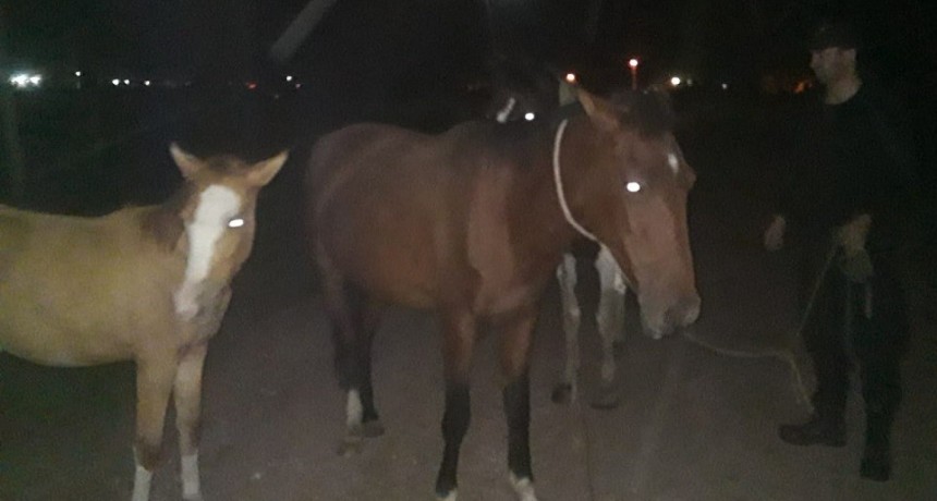 Villa &Aacute;ngela: OPERATIVO BLINDAJE RURAL | Secuestran tres equinos sin marca que se hallaban en la v&iacute;a publica 