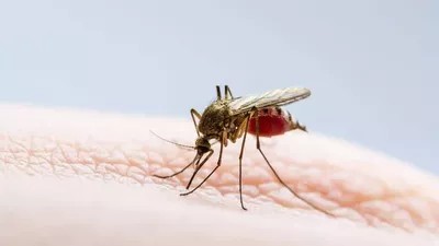 YA SON 42 LAS MUERTES POR DENGUE EN ARGENTINA 