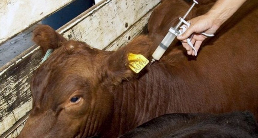 EL SENASA EXTIENDE POR CUATRO A&Ntilde;OS EL PLAN NACIONAL CONTRA LA BRUCELOSIS BOVINA