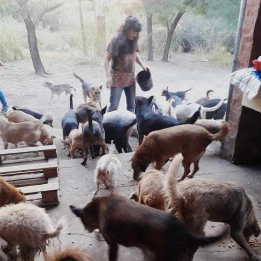 Villa &Aacute;ngela: CAMPA&Ntilde;A SOLIDARIA | Los perros de Grey recauda alimentos balanceados para un refugio que cuenta con alrededor de 50 animales rescatados  de la Calle