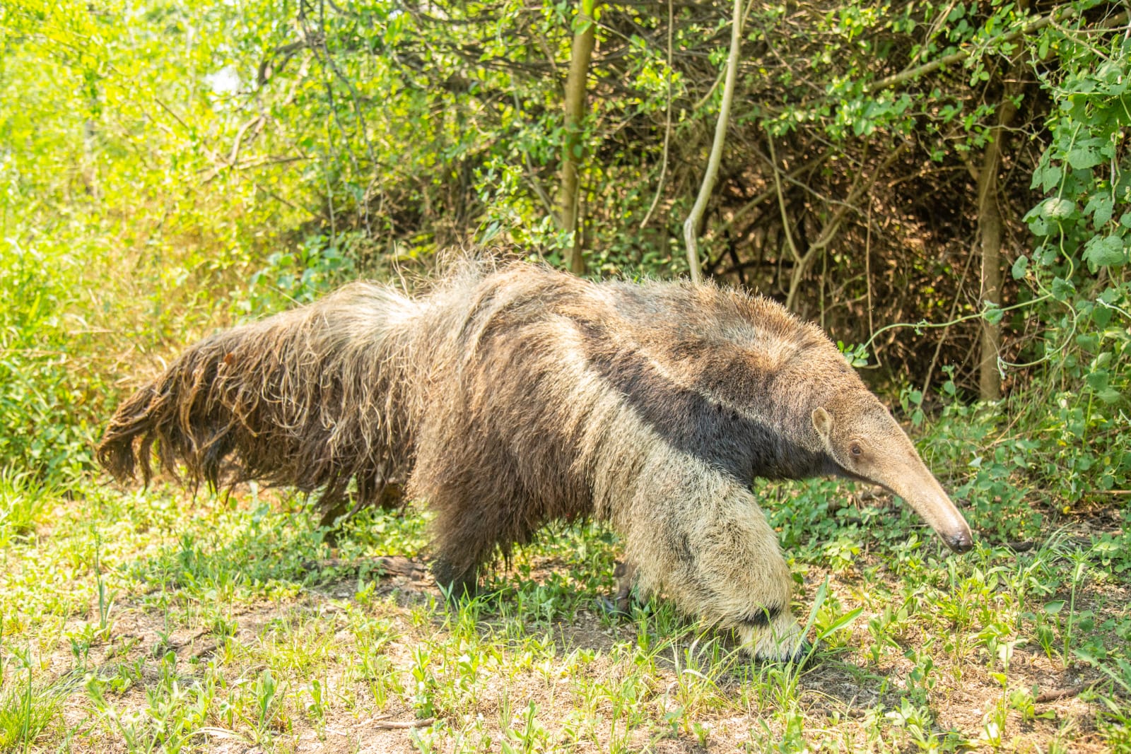 D&Iacute;A DEL ANIMAL: EL MINISTERIO DE AMBIENTE Y DESARROLLO SOSTENIBLE IMPULSA POL&Iacute;TICAS DE PROTECCI&Oacute;N Y DESARROLLO DE LA BIODIVERSIDAD