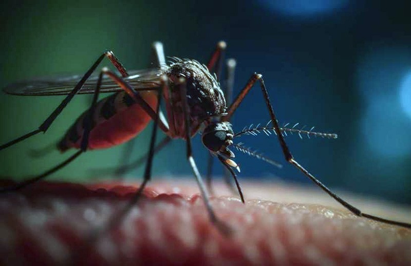Dengue: Nación dijo que la vacuna no está “validada” y apuntó a “aquellos que buscan el desarrollo de negocios”
