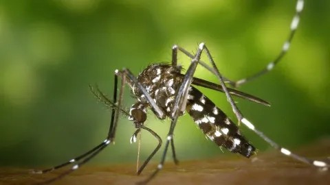 Brote histórico de dengue: ya son más de 232 mil los casos