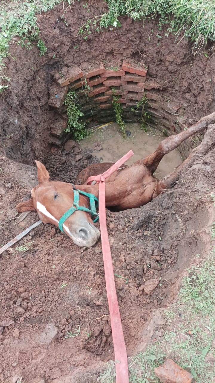 DIVISION BOMBEROS DE  VILLA &Aacute;NGELA RESCAT&Oacute; CON VIDA A UN CABALLO QUE CAY&Oacute; EN UN POZO