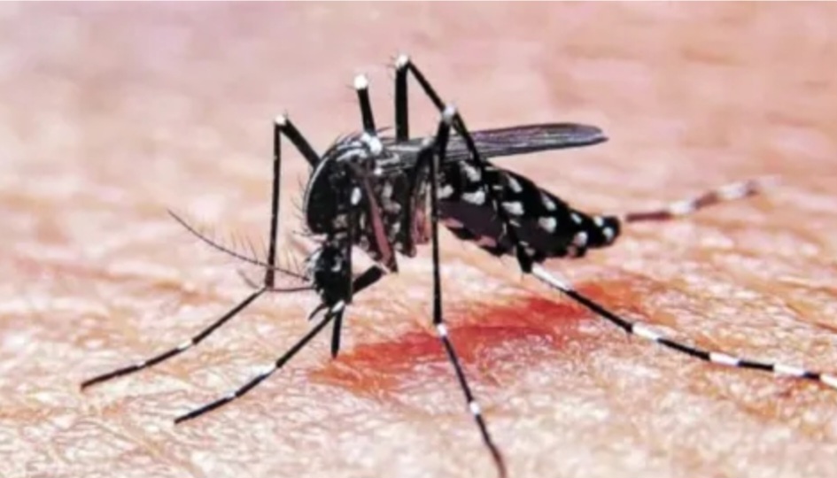 CASILDA: CONFIRMARON LA PRIMERA MUERTE POR DENGUE EN SANTA FE