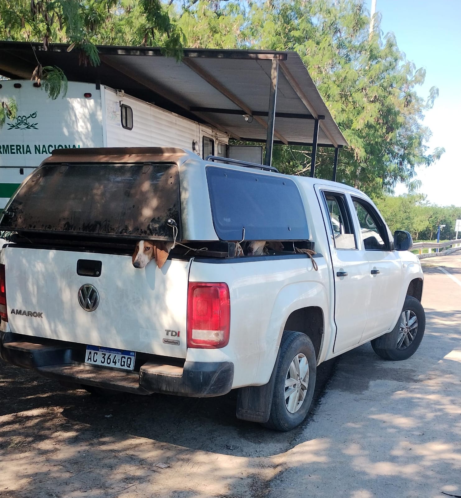 GENDARMER&Iacute;A Y POLIC&Iacute;A RESCATARON A M&Aacute;S DE 20 PERROS POR UNA CAUSA DE MALTRATO ANIMAL