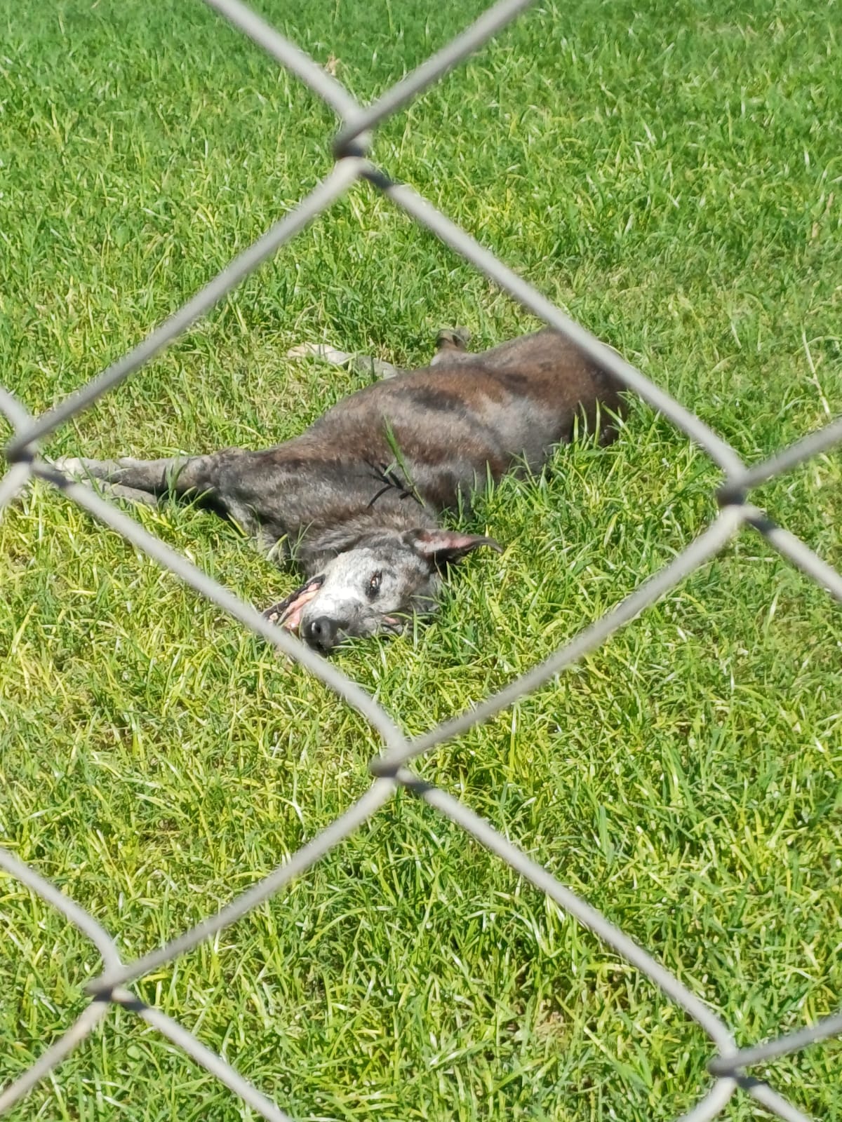 Juan Jos&eacute; Castelli: DETIENEN A UN HOMBRE POR MALTRATO ANIMAL TRAS LA INTOXICACI&Oacute;N DE SUS PERROS