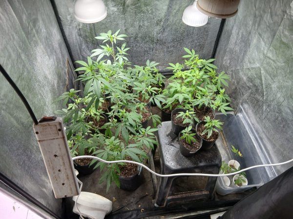 Coronel Du Graty: OPERATIVO ANTIDROGAS| SECUESTRAN M&Aacute;S DE 60 PLANTAS Y CASI UN KILO DE MARIHUANA