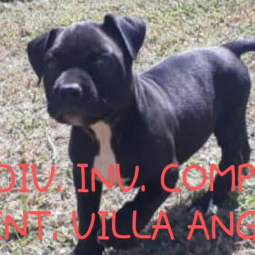 Villa &Aacute;ngela: Le roban el perro y lo vend&iacute;an por FACEBOOK