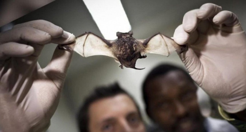 La OMS confirm&oacute; el origen animal del coronavirus