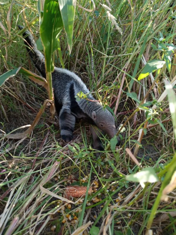 Villa &Aacute;ngela: Hallaron y rescataron un cachorro de oso hormiguero en una chacra