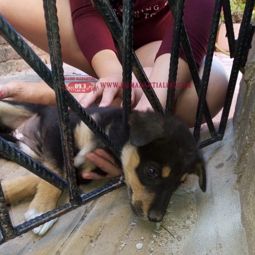 Villa &Aacute;ngela: BOMBEROS SOCORREN A UN CACHORRO ATRAPADO EN UN PORT&Oacute;N DE HIERRO