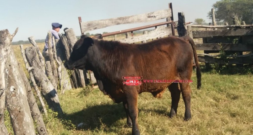 Villa &Aacute;ngela: RECUPERAN UN NOVILLO DE 240 KG. Y FUE RESTITUIDO A SU DUE&Ntilde;O.