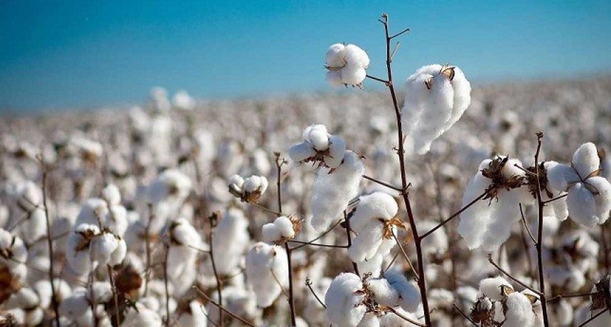 La Mesa Algodonera Nacional se re&uacute;ne en el Chaco