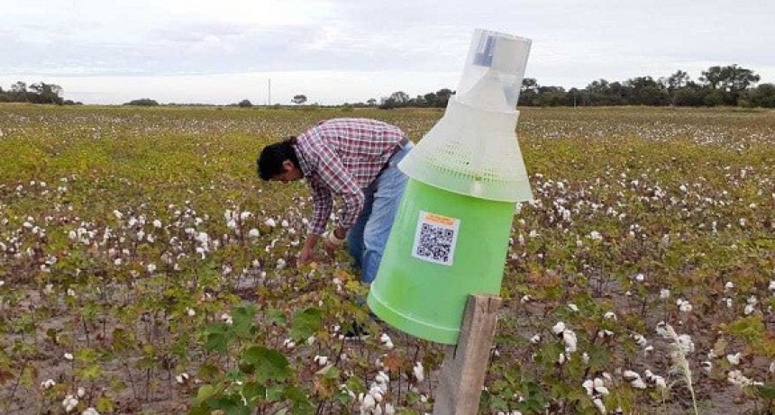 Nueva tecnolog&iacute;a aplicada al monitoreo del picudo del algodonero