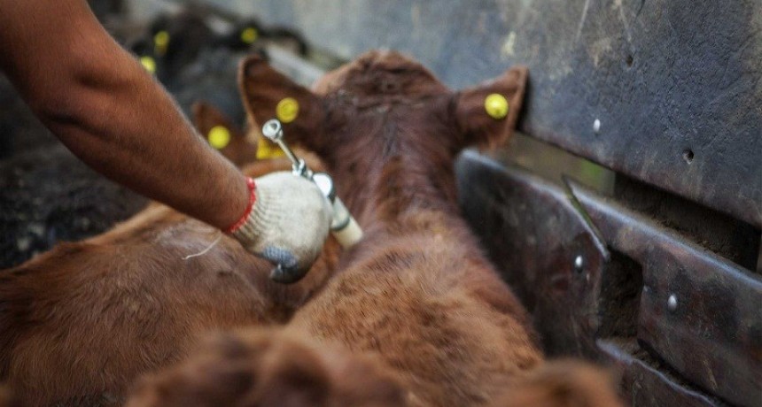 TRABAJOS REALIZADOS EN PANDEMIA-Reconocimiento al Senasa por su labor en el control de las vacunas antiaftosa