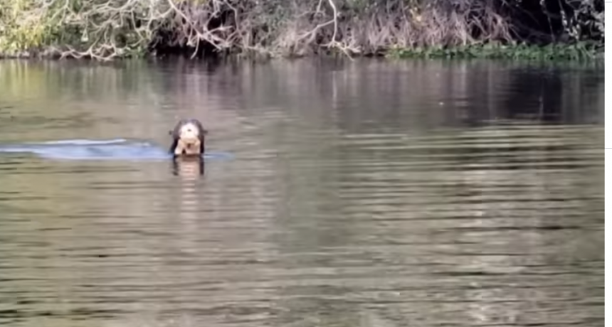 Avistan en el Parque Nacional El Impenetrable una especie que se cre&iacute;a extinta en la Argentina