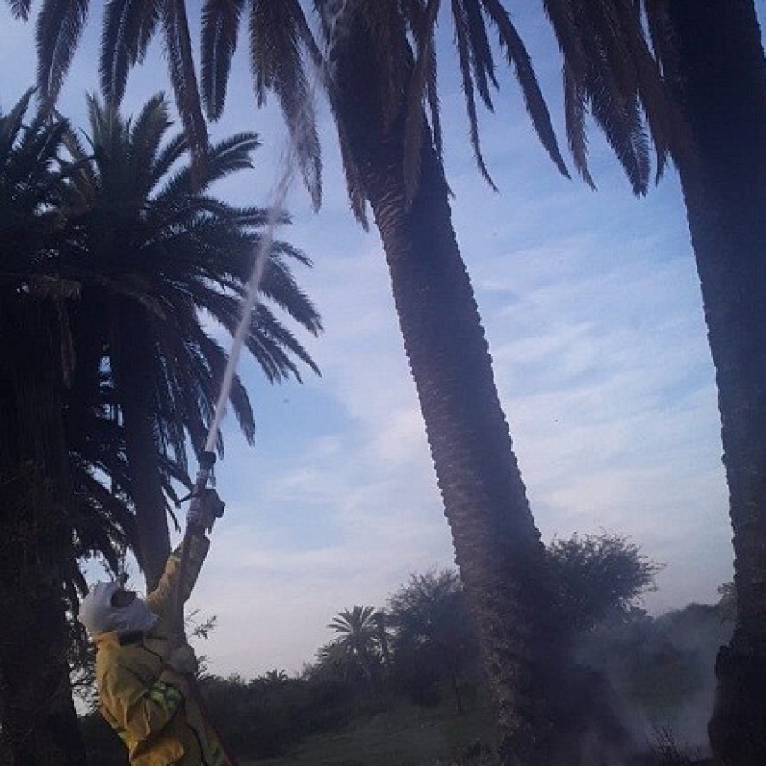 Villa &Aacute;ngela: Se Incendiaron unas palmeras en el predio de la ex F&aacute;brica &ldquo;La Chaque&ntilde;a&rdquo;