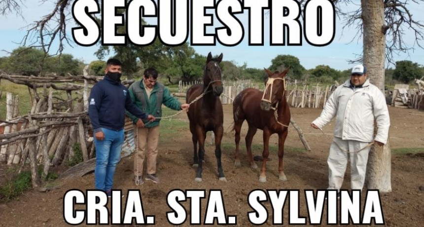 Santa Sylvina: RECUPERAN DOS EQUINOS ROBADOS A UN CAMPO DE COLONIA DE TIGRE