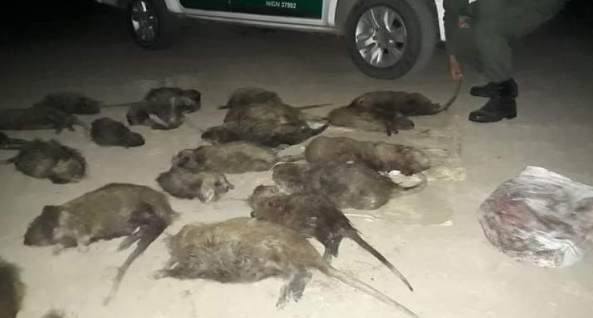 Villa &Aacute;ngela: Tras un Intenso Operativo Gendarmer&iacute;a Nacional logr&oacute; el Secuestro de 25 Nutrias Muertas