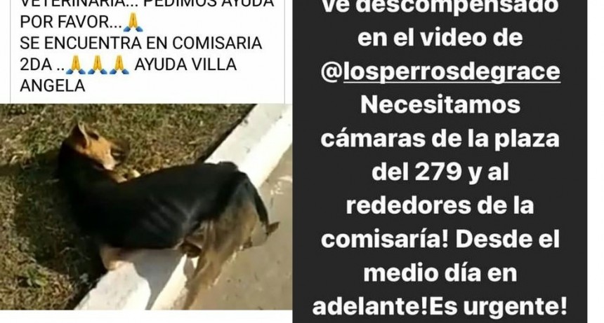 Villa &Aacute;ngela: MURI&Oacute; "BOBY", EL PERRO QUE FUE TORTURADO Y ABANDONADO EN EL B&deg; 279 EN ZONA DE LA PLAZA 20 DE JUNIO