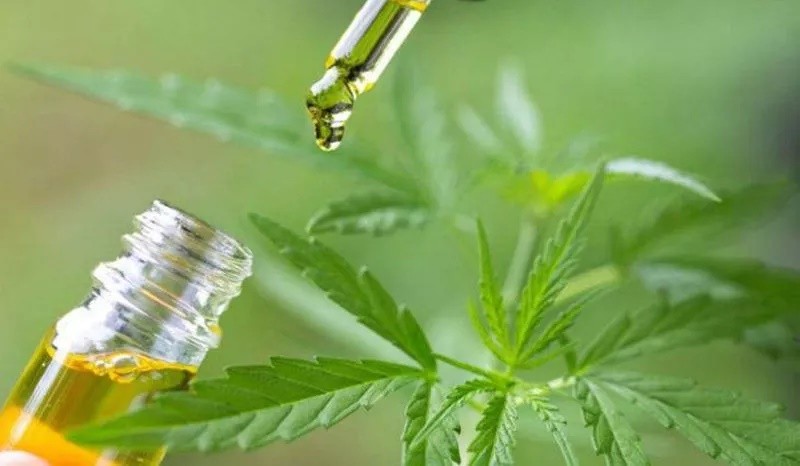 Se promulgó la Ley de Cannabis Medicinal